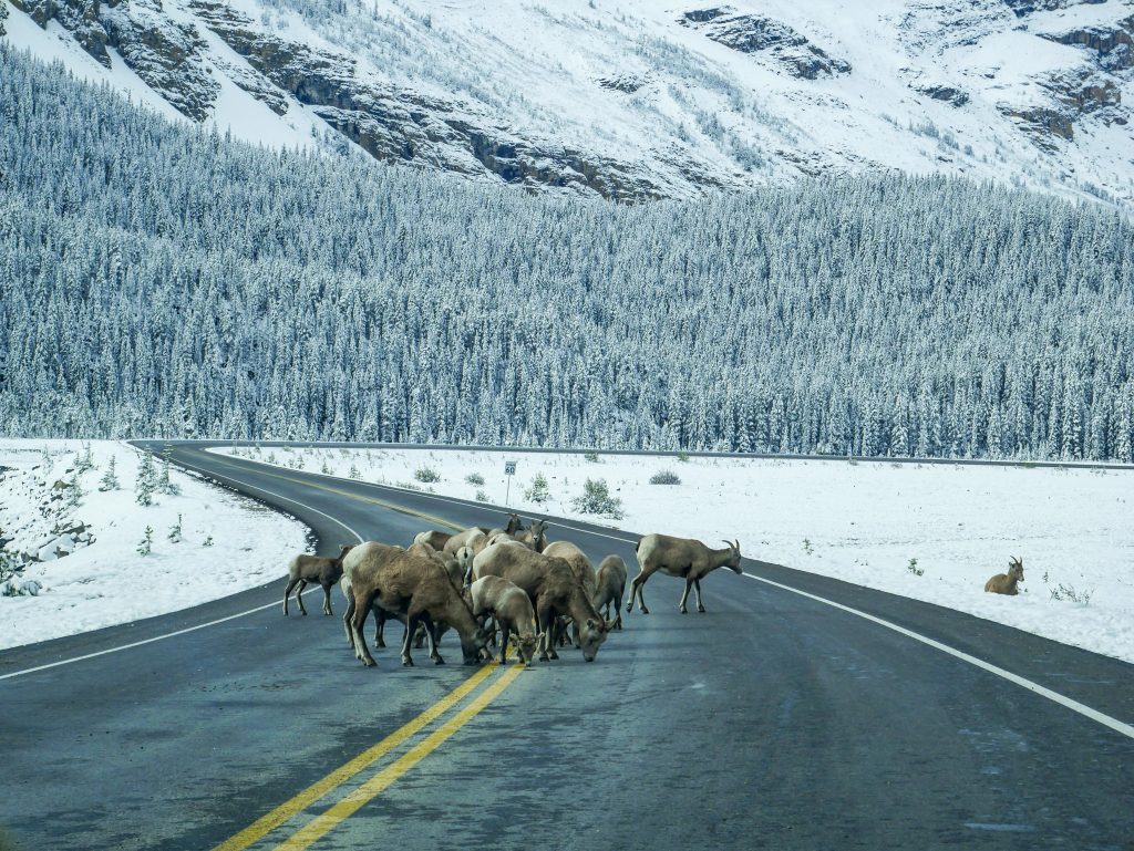 Cesta, okolo nasnežené a na v strede cesty je veľká skupina zvierat, asi horských kôz