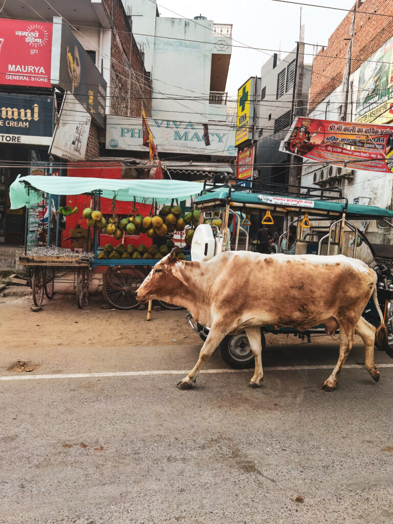 Krava kráčajúca popri ceste